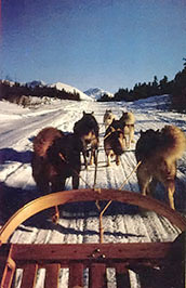 
A musher's view of a run in South Central Alaska's Talkeetna Range on a beautiful cloudless morning. Alfred's sled team can pull him as far as 60 miles in a single day!
